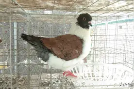 鸽子呼吸道疾病预防与治疗方案图片