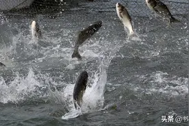 垂钓鲢鳙的这一天机，被养鱼十年的农户泄露图片
