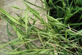 抗性杂草~游草图片