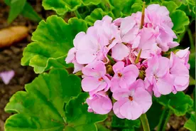 夏天养花，遇到这五种情况再旱也别“喷水”，不然就会烂叶子图片