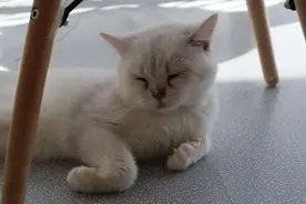 男士养猫的忌讳，好男不养猫是真的么图片