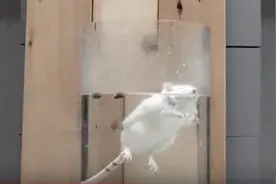 邪恶的动物实验：一位博士把老鼠扔进水桶，看能活多久不死图片