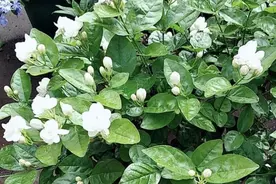 秋天养茉莉？进入“虚弱期”，养壮是关键，明年开花翻一倍图片