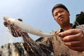 记者探访“天价鱼”出水就死，胆小怕雷声，人工养殖究竟难在哪？图片