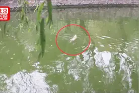 女子公园遛兔子 万万没想到兔子会跳河“自尽”视频封面