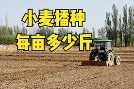 小麦每亩播种多少斤？3组数据可参考，5个方面决定20斤还是50斤图片