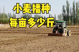 小麦每亩播种多少斤？3组数据可参考，5个方面决定20斤还是50斤图片