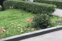 幽默笑话：滑雪时刹不住车是什么体验？图片