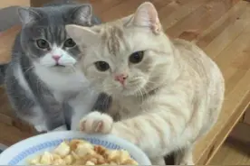 新手养猫攻略｜养猫要准备什么？图片