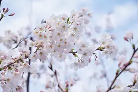 春季宁波赏樱好去处，樱花种类达26种，地铁直达很方便图片