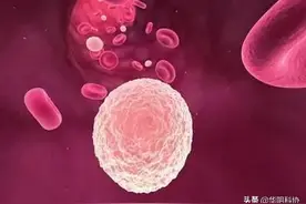 人体的卫士——白细胞图片