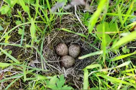 从鸟蛋看大兴安岭生态，的确越来越好了图片