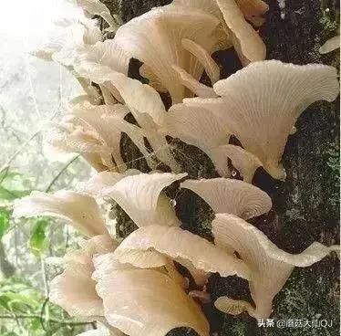 楚雄市南华县舌尖盛宴——菌子大全