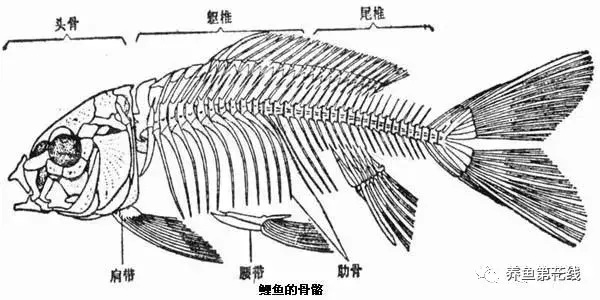 鱼鳞由什么组成