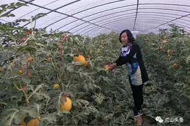 方城的甜瓜熟了，瓜农的腰包鼓了！图片