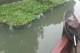 上海一河道乌龟泛滥，岸边钓鱼人捞了好几只，路人劝其放生图片