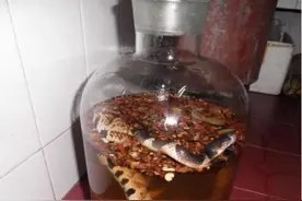 泡了半年酒的蛇还会咬人？生命有多顽强，冬眠的蛇能活几年？图片
