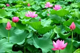 第二十九篇 红楼梦中的《芙蓉女儿诔》到底都“耒”了谁？图片