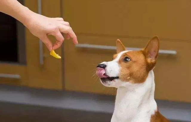 狗狗微量元素哪个牌子好？