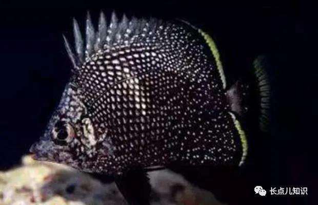 世界十大最贵的鱼 2025年世界十大最贵的鱼翅 世界十大最贵的鱼 2025年世界十大最贵的鱼翅