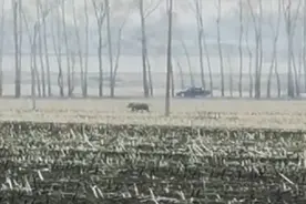 东北虎闯进村庄事件进展：已锁定老虎位置 等待麻醉枪到场图片