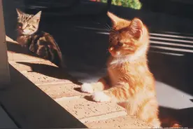 窗外的猫咪图片