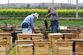 追花夺蜜，原地取蜜与拉回家取蜜有何区别？对比一下就有答案了图片