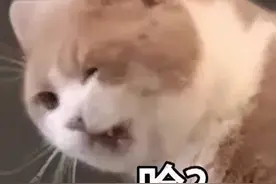 “我当你爸吧！”济南一男子吃饭看邻桌小伙太帅想认干儿子，结局大反转图片