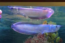 为什么三大最常见的，中型热带鱼，越来越不受鱼友们的欢迎？图片