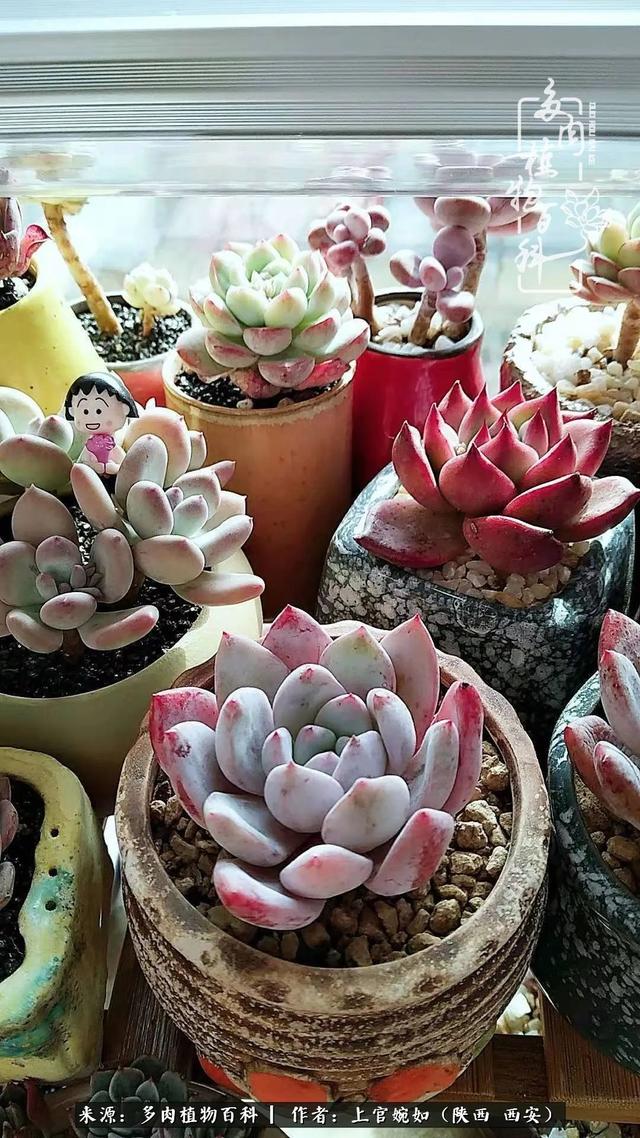 一入肉坑深似海之，我与多肉的不解之缘