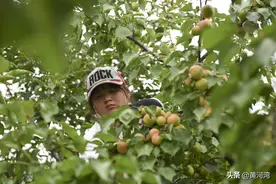 麦子熟杏儿黄，晋南山村老两口雇人忙收杏，一斤卖5毛钱图片