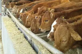 养牛和养羊相比，用同样10000元资金，哪个效益会更高一些？图片