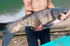 千岛湖“鱼王”：1960年投放的鲢鳙，现在有多大？图片