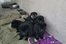 土狗生了一窝狗，其中一只是“小白脸”，它总遭到排挤图片