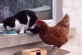 跟我说说，广东人打篮球为什么这么牛逼？图片