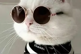 喵星人，家中排行老八，人称喵八，喜欢关注我……图片