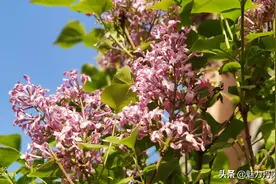 风景赵王河，美丽大菏泽图片