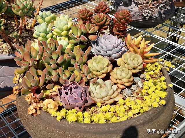 多肉植物卡通布景(多肉植物造型布景)-措必培