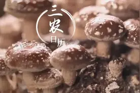 新鲜！香菇还能边长边吃，有趣又美味图片