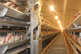 夏季一天内断电1个半小时引发大量鸡只死亡，如何改善？图片