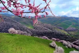 《可可托海的牧羊人》苦苦等待的心上人，为什么会嫁到伊犁？图片