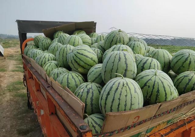 为什么越来越多的人喜欢用氨基酸水溶肥？它有什么作用？