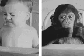 美国科学家把亲儿子和猩猩养在一起，9个月后突然中止，发现了啥图片