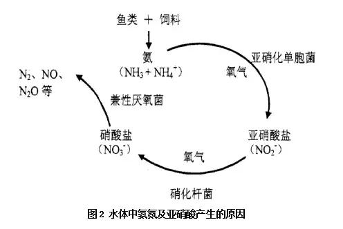 新发现—降低氨氮和亚硝酸盐的同时可增收