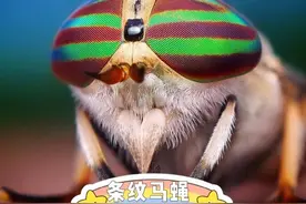 条纹马蝇，一种你看不懂的“眼神”图片