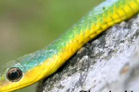 巴拿马，不只有运河，也是群蛇聚集地图片