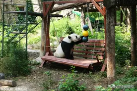 大熊猫五花八门的避暑绝招图片