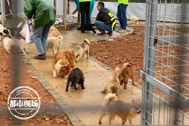 首次开放！南昌市犬只留检所，400多只狗期待爱心领养图片