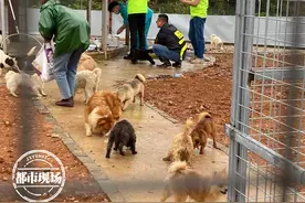 首次开放！南昌市犬只留检所，400多只狗期待爱心领养图片