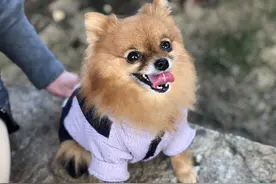 女生最爱养的六种狗，男生：以后女朋友生气，就靠它们哄了图片